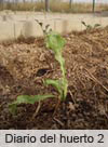 Diario del huerto 2-Ítaca