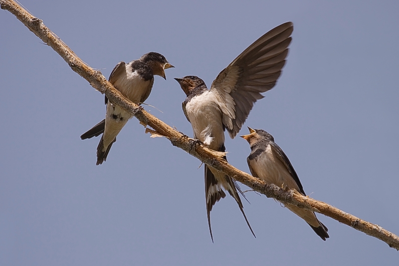 Pulsa para ver la imagen en grande