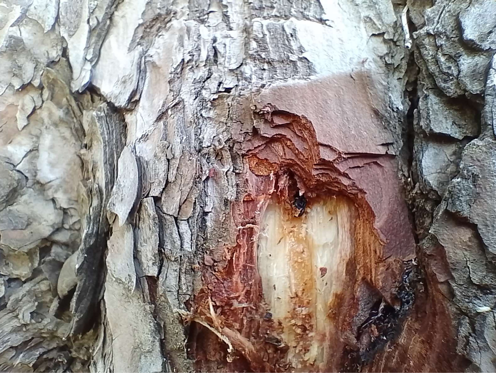 Pulsa para ver la imagen en grande