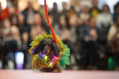 Fashion Pet Christmas 2025
