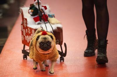 Fashion Pet Christmas 2025