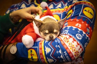 Fashion Pet Christmas 2025