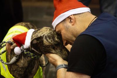 Fashion Pet Christmas 2025