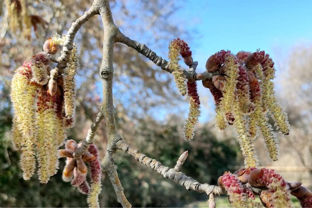 Pulsa para ver la imagen en grande